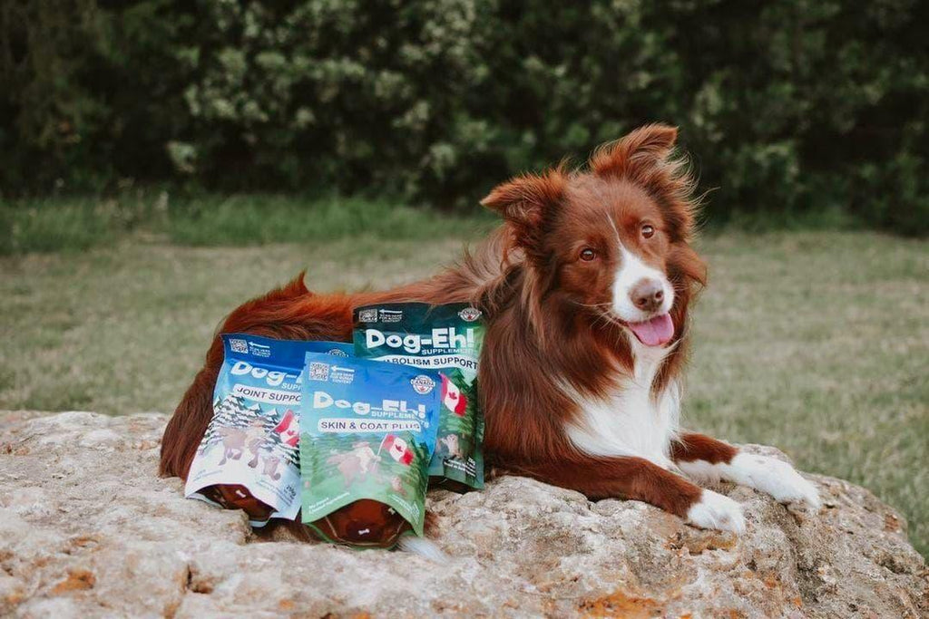 Dog-Eh! Skin & Coat Plus